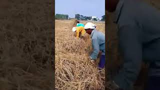 #మా అత్తమ్మ పొలం కొస్తుంది 🌾🌾#రైతు కష్టం 🙏 #farming #agriculture #villagelife