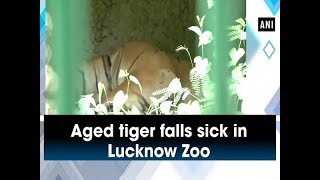 Aged tiger falls sick in Lucknow Zoo - Uttar Pradesh #News