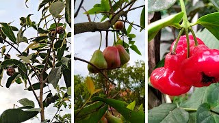 ভেরিগেটেড লাল জামরুল || থাই লাল জামরুল || দেশি লাল জামরুল || তিন প্রকার জামরুলের চারা || Wax Apple