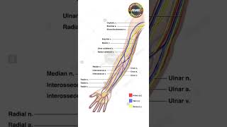 identify of veins artery \u0026 nerve