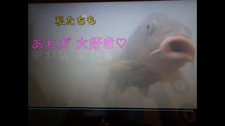 テンション上がる！野鯉も大好きな... アレ♡