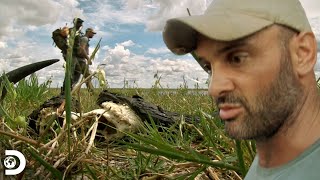 Ed enfrenta uma perigosa manada de hienas na Zâmbia | Ed Stafford: Rumo ao Desconhecido