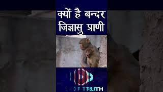 सबसे ज्यादा Monkeys कहा पाएं जाते है #monkey #monkeylife #monkeyvideo