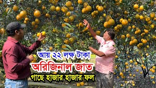 বাংলাদেশের সবচেয়ে বড় মাল্টা বাগান | এবছর মাল্টা বাগান থেকে আয় ২২ লক্ষ টাকা-হলুদ মাল্টা বাম্পার ফলন