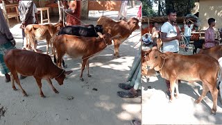 আজ ৯ নভেম্বর মঙ্গলবার || সীমান্তবর্তী কালিয়াগঞ্জ হাট থেকে সবচেয়ে ছোট ছোট ষাঁড় ও বকনা গরুর দাম