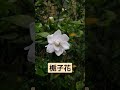 梔子花開花了！