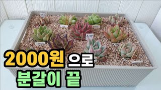 2000원으로 분갈이 끝!ㅣ 다육이 키우려면 다이소에 다녀오세요~ㅣ다이소바구니ㅣ#신쌤의다다육선 (多肉植物, succulent, たにくしょくぶつ)