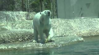 ポロロ　おもちゃを放り投げてからのダイブと思いきや　シロクマ　ポロロ１３７（とくしま動物園）