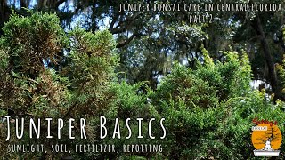 Juniper Basics (sunlight, soil, repotting)