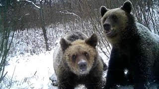 Szukał poroży. Zaatakował go niedźwiedź