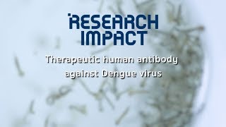 Therapeutic human antibody against Dengue virus : Research Impact [by Mahidol]