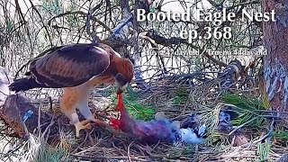 ep.368🦤Booted Eagle Nest／TODOS los Secretos Pollos Águila calzada @DIRECTO NATURA