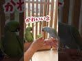 新人さんにかわいい研修をするワカケホンセイインコ社員 indianringneck インコ インコのいる暮らし