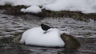 Brown Dipper Diving in the Winter River for Food カワガラスが潜水漁で川虫を捕食（冬の野鳥）