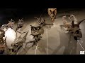 natural history museum of utah virtual tour