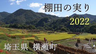 Harvest of Rice Terraces [2022] 4K Terasaka Rice Terraces, Yokoze Town, Saitama Prefecture,