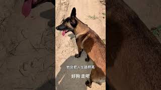 马犬黑豹 护卫犬 黑豹预产期倒计时30天 马犬