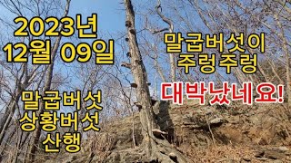 2023년 12. 09 약용버섯 산행입니다. #말굽버섯 #상황버섯