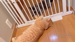 今日のこてつ君＆こむぎ君　2023.07.01🐈‍⬛🐈