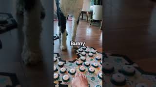 Bunny Dog What? | What About Bunny