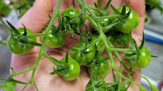 Super Sweet 100 Tomato plant Indoor Hydroponics.