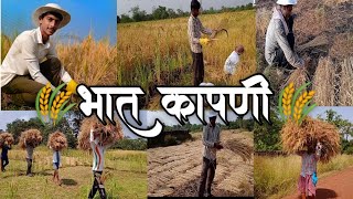 |🌾भात कापणी /कोकणातील भात शेती कापायची पद्धत/bhaat kapani/Rice harvesting method in konkan||