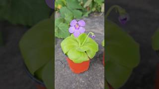 벌레잡이제비꽃 티나 | 예쁜 꽃피는 식충식물 | Gorgeous Insectivorous Carnivorous Plant Pinguicula Tina