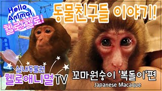 [헬로애니멀] 김쌤의 헬로 동물친구들 원숭이 이야기