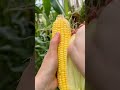 Soft glutinous sweet corn harvest