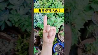 336  #听说这个手势很难 #锻炼手指对大脑的好处 #结印手势 #谁还没个隐藏技能 #这个动作你们能做到吗 多玩玩手指心情好