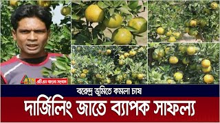 বরেন্দ্র ভূমিতে দার্জিলিং জাতের কমলা চাষে সফলতা | Darjiling Orange | Orange Cultivation | Darjiling