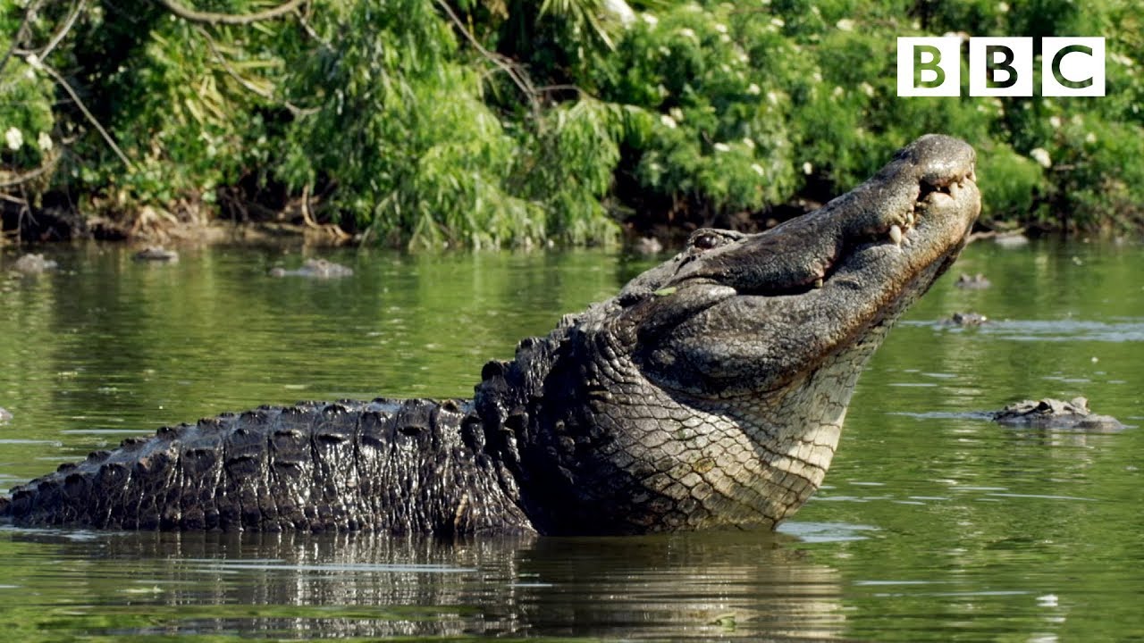 SIZE Matters For Alligators Looking For Love | Animals In Love - BBC ...