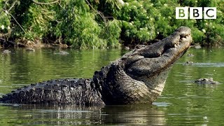 SIZE matters for Alligators looking for love | Animals in Love - BBC