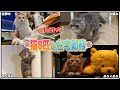 個性的な猫たちと生活すると楽しすぎて仕事にならないんだがww