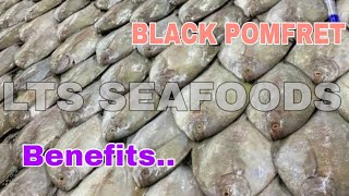 কালো পোমফ্রেট মাছ || Black pomfret এর উপকারিতা ও ব্যবহার || এলটিএস সীফুড