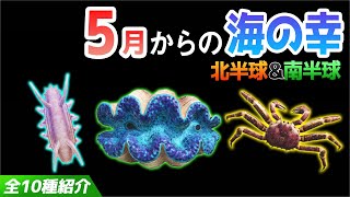 【あつ森】5月から捕れる海の幸を紹介！センジュナマコやオオシャコガイ、タラバガニなどベルも稼げるレアな生き物が大量！出現時間・影のサイズ・捕まえ方・値段について解説【5月　海の幸図鑑コンプリート】