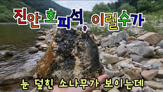 (호피석 탐석) 진안 동향 나름 포인트 개척 / 사이즈 돌 취석 / 참 안타까운 호피석 2023. 8. 23