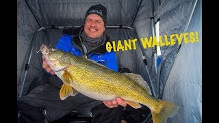 Monster Walleyes on Saginaw Bay