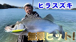 ヒラスズキが釣れまくる夢の世界！