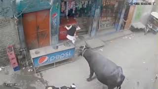 Buffalo attack Muslim #India #pakistan #viralvideo #viralshorts #trending #islam