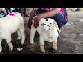 kirugavalu pure bandur baby sheep