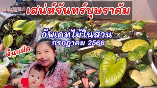 เสน่ห์จันทร์บุษราคัม และอัพเดตไม้ในสวน เดือน กรกฎาคม 2566