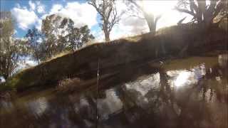 Murray Cod on Spinnerbaits in Small Water