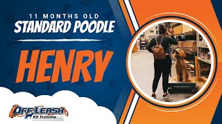 Standard Poodle , 11 Months, Henry | Best Dog Trainers Northern VA, etc | Off Leash K9