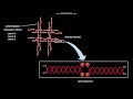 nuclear lamina and its depolymerization