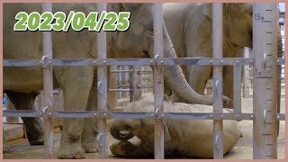 食事中､突然寝始める瞬間の ｢うらら｣ を撮影できました 🐘💫 2023/04/25【東山動物園】