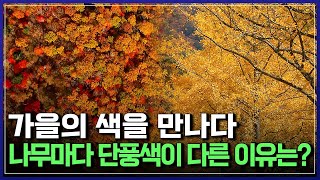 가을의 색을 만나다. 나무마다 단풍색이 다른 이유는? | 다큐S프라임 [반복재생]/YTN 사이언스