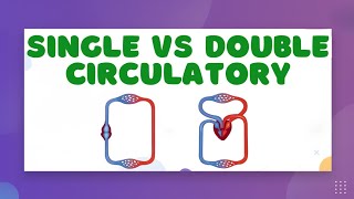 Animal Circulatory Systems — Single vs. Double Circulatory