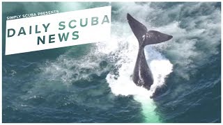 Daily Scuba News - Computer Simulation Gives Insight To Entanglements