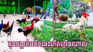 ភាគទី[03]កូនបង្កាត់ប្រភេទ គុយបា+ជំផន គុយបា+មេសុីវ ជំផន+មេឡាយ ប៉េរូ+គុយបា ជំផន+មេអាមេរិច